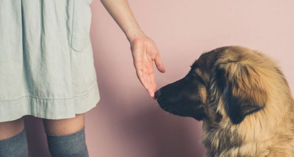 Entsprechend trainiert können Hunde Krankheiten wie Diabetes oder Krebs aufspüren - und offenbar auch epileptische Anfälle.